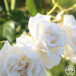 Full Sail 19 Full Sail -Lovely Rose Shop Full Sail 18