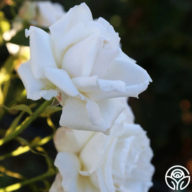 Full Sail 7 Full Sail - Image 5