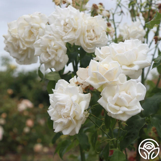 Full Sail 4 Full Sail - Image 2