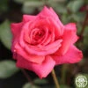 Galway Bay® 1 Galway Bay® -Lovely Rose Shop Galway Bay 01