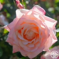 Generosity™ 14 Generosity™ -Lovely Rose Shop Generosity 11