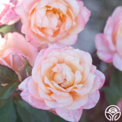 Generosity™ 10 Generosity™ -Lovely Rose Shop Generosity 14