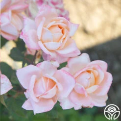 Generosity™ 15 Generosity™ -Lovely Rose Shop Generosity 18