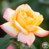 Glowing Peace™ -Lovely Rose Shop Glowing Peace 011