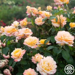 Glowing Peace™ -Lovely Rose Shop Glowing Peace 03