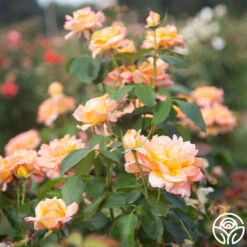 Glowing Peace™ -Lovely Rose Shop Glowing Peace 05