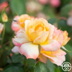 Glowing Peace™ -Lovely Rose Shop Glowing Peace 07