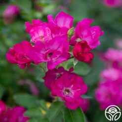 Grape Jelly™ -Lovely Rose Shop Grape Jelly