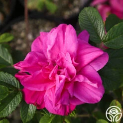 Hansa -Lovely Rose Shop Hansa 06