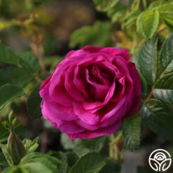 Hansa -Lovely Rose Shop Hansa 07