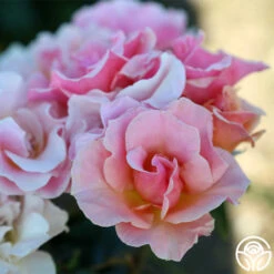 Honey Nectar™ 11 Honey Nectar™ -Lovely Rose Shop Honey Nectar 111