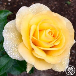 Honor Elizabeth™ -Lovely Rose Shop Honor Elizabeth 034