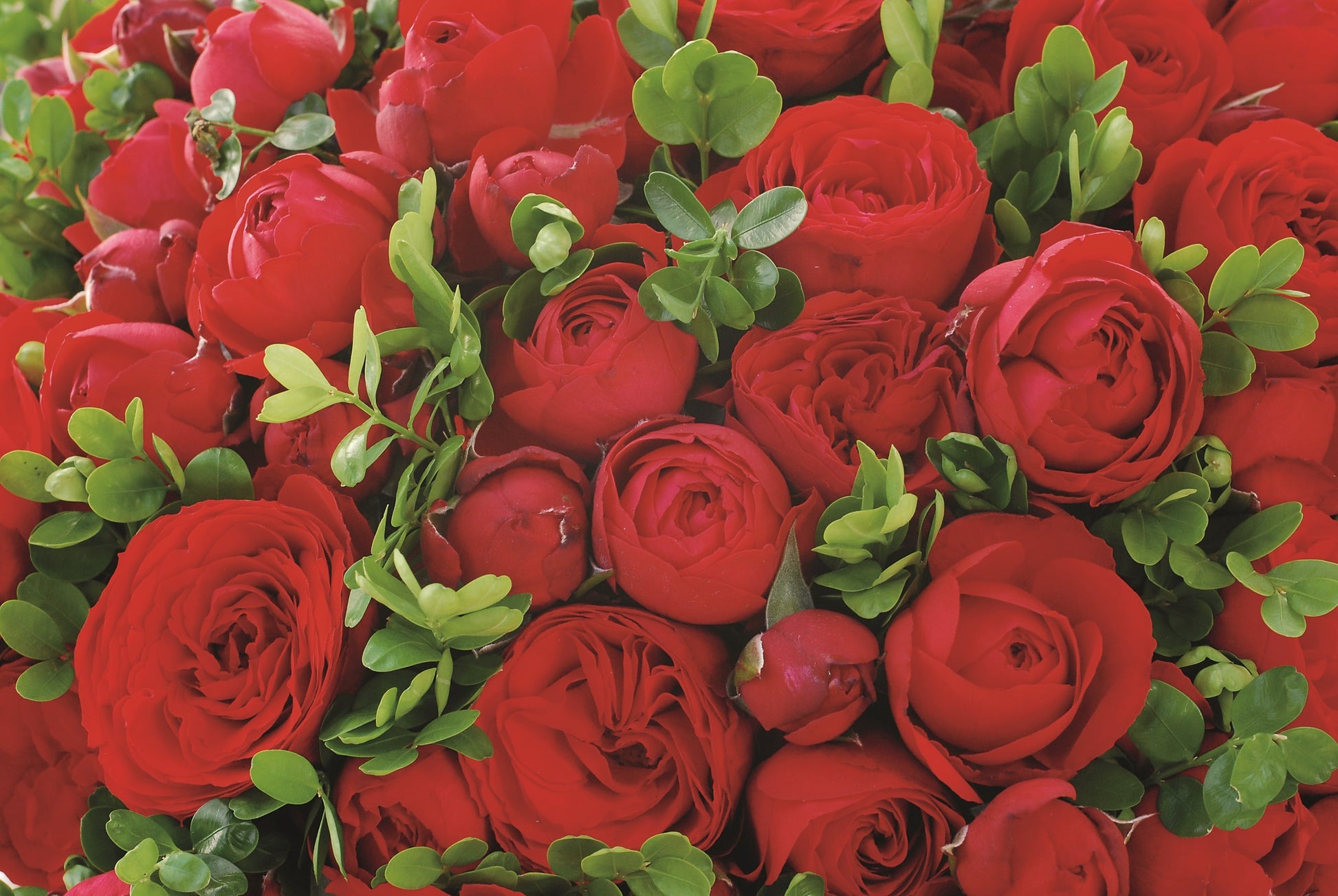 Heirloom Roses -Lovely Rose Shop Hot Rokoko Disco Queen 1