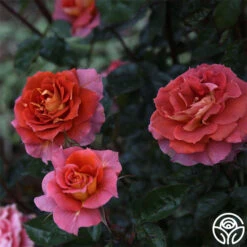 Iris Webb -Lovely Rose Shop Iris Webb 14