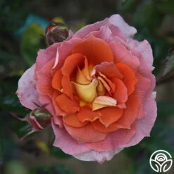 Iris Webb -Lovely Rose Shop Iris Webb 15