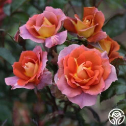 Iris Webb -Lovely Rose Shop Iris Webb 8