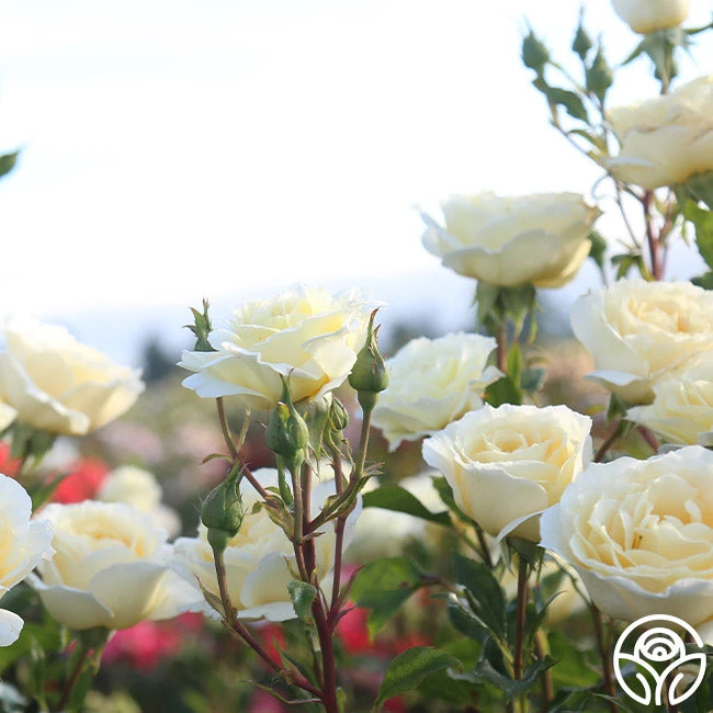 Irish Hope™ 7 Irish Hope™ - Image 5