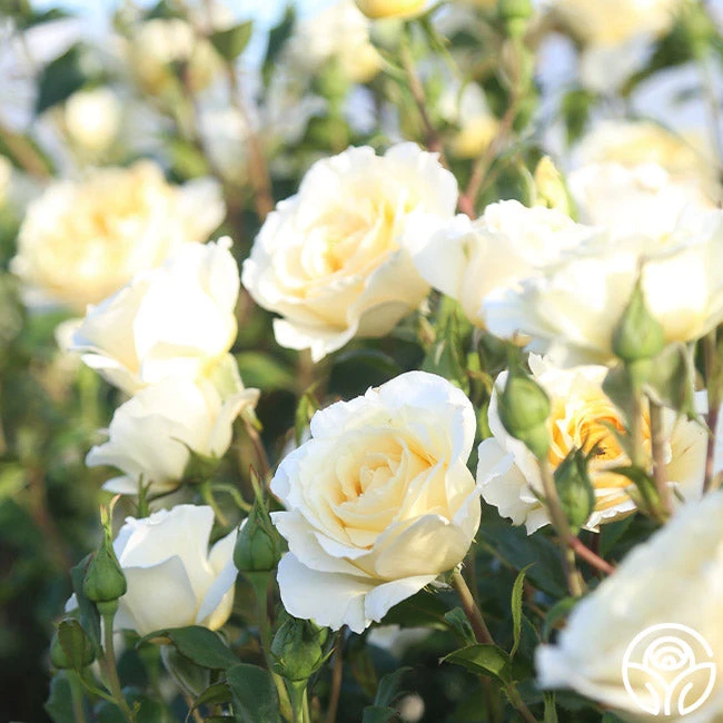 Irish Hope™ 12 Irish Hope™ - Image 10