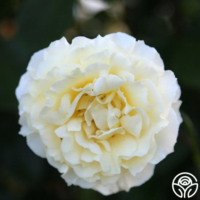 Irish Hope™ 9 Irish Hope™ - Image 7