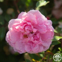 John Davis -Lovely Rose Shop John Davis 23