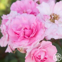 John Davis -Lovely Rose Shop John Davis 25