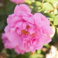 John Davis -Lovely Rose Shop John Davis 26