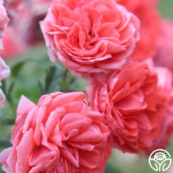 Veranda® Jolie 18 Veranda® Jolie -Lovely Rose Shop Jolie Veranda 5