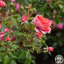 Veranda® Jolie 13 Veranda® Jolie -Lovely Rose Shop Jolie Veranda 0123