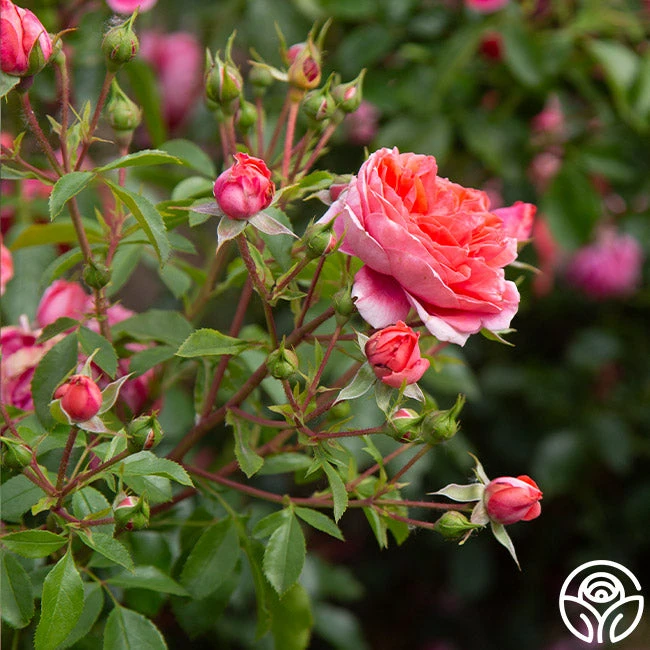 Veranda® Jolie 5 Veranda® Jolie - Image 3