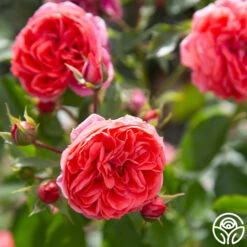 Veranda® Jolie 16 Veranda® Jolie -Lovely Rose Shop Jolie Veranda 134