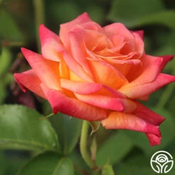 Joseph's Coat -Lovely Rose Shop Joseph s Coat 11