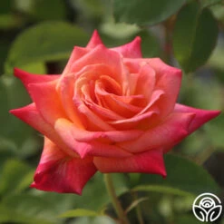 Joseph's Coat -Lovely Rose Shop Joseph s Coat 13