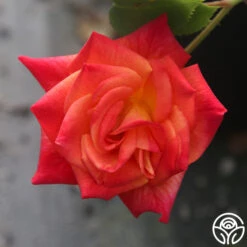 Joseph's Coat -Lovely Rose Shop Joseph s Coat 19