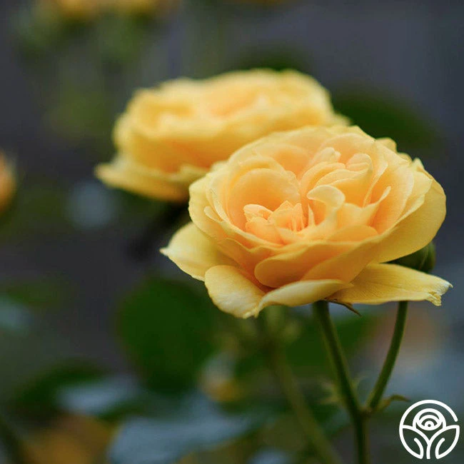 Julia Child™ 11 Julia Child™ - Image 9