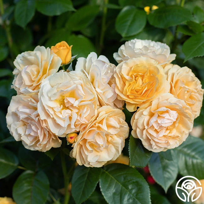 Julia Child™ 3 Julia Child™