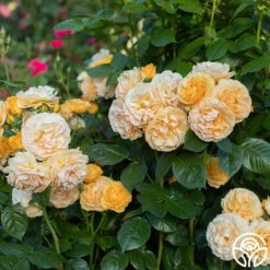 Julia Child™ 19 Julia Child™ -Lovely Rose Shop Julia Child 13 4a561d59 949e 4ed7 9917 7a09f1785528