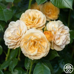 Julia Child™ 21 Julia Child™ -Lovely Rose Shop Julia Child 16