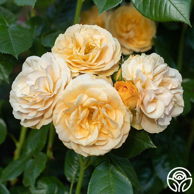 Julia Child™ 9 Julia Child™ - Image 7