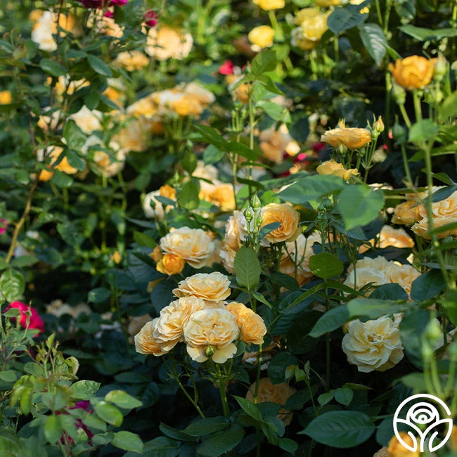 Julia Child™ 15 Julia Child™ - Image 13