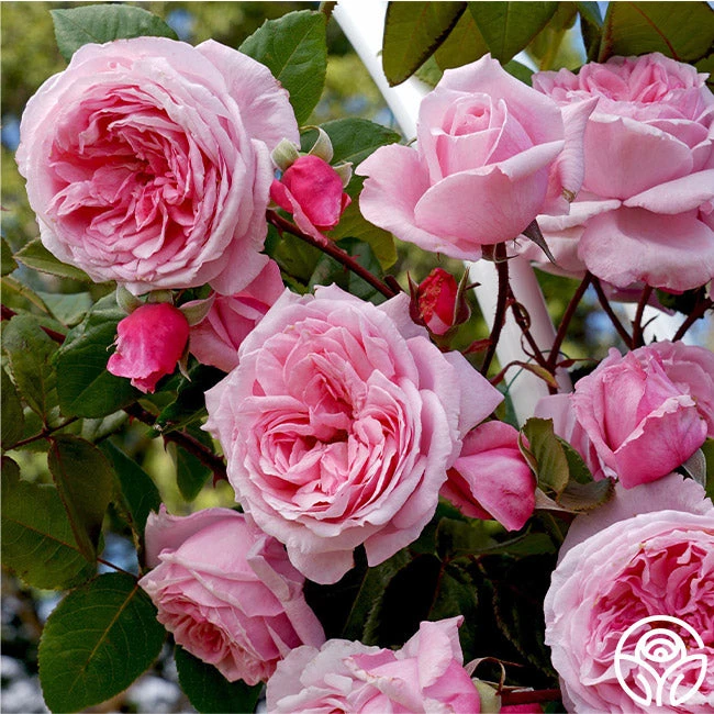 Arborose® Kiss Me Kate 4 Arborose® Kiss Me Kate - Image 2