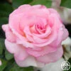 La Fleurette -Lovely Rose Shop La Fleurette 1