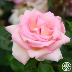 La Fleurette -Lovely Rose Shop La Fleurette 3