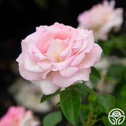 La Fleurette -Lovely Rose Shop La Fleurette 6