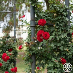 Lady In Red™ -Lovely Rose Shop Lady In Red 02