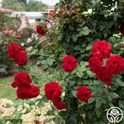 Lady In Red™ -Lovely Rose Shop Lady In Red 03