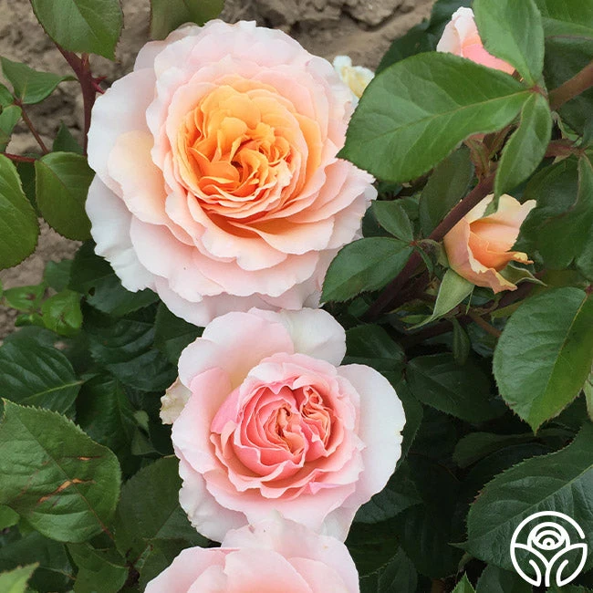 Lady Jane Grey™ 4 Lady Jane Grey™ - Image 2