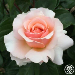 Lady Jane Grey™ 20 Lady Jane Grey™ -Lovely Rose Shop Lady Jane Grey 15