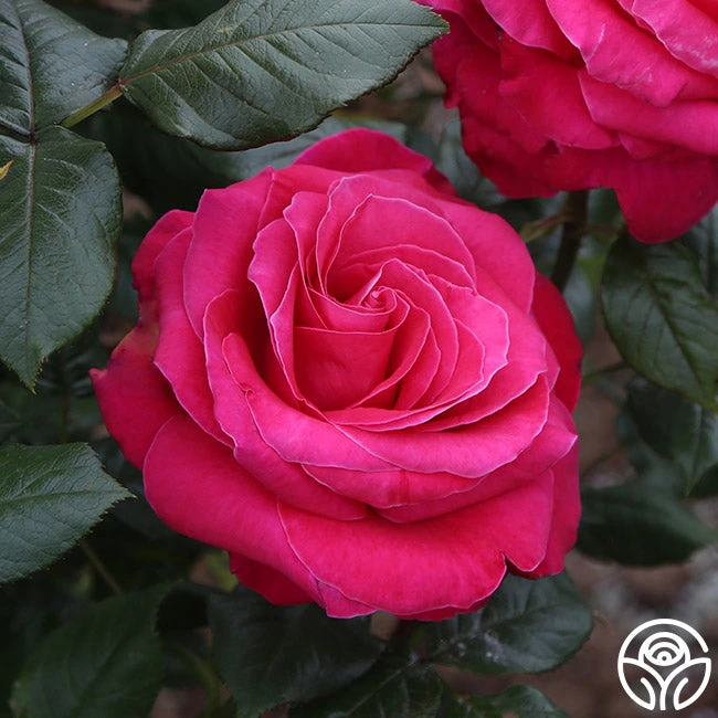 Lady Mitchell™ 4 Lady Mitchell™ - Image 2