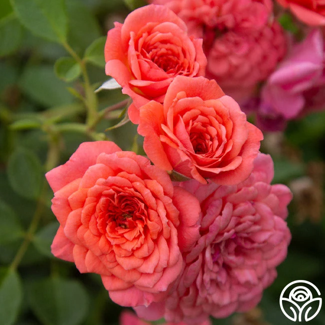 Lady Penelope 4 Lady Penelope - Image 2