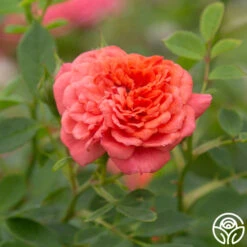 Lady Penelope 15 Lady Penelope -Lovely Rose Shop Lady Penelope 17